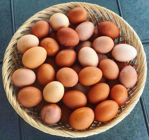 Huevos Frescos y Conservados para Incubación, para Panaderías, Hoteles y Servicios de Catering, Suministro a Granel para Uso Alimentario - Product Image 5