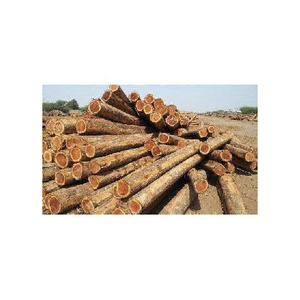 Vente en gros de bûches de bois de teck personnalisées bois dur de pin et rouge/bûche de bois d'eucalyptus Offre Spéciale avec des prix bon marché pour le marché mondial - Product Image 2