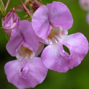 100% pur baume pérou huile essentielle en gros en vrac baume pérou huile essentielle naturel et pur baume pérou huile essentielle - Product Image 1