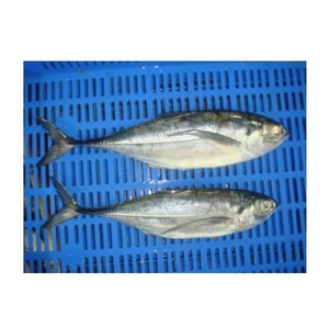 Makrele del Pacífico Congelada Premium - Proveedor Mayorista de Makrele del Pacífico - Product Image 5