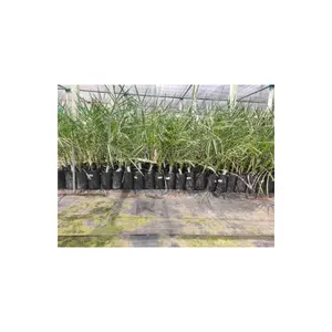 Requires little pruning maintenance plants through Updated Standard technology Tissue Culture Date Palm Seedling