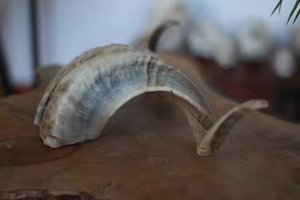 ฮอร์นสโคเฟอร์ธรรมชาติแท้ขัดเงาด้วยงานฝีมือพระจันทร์เสี้ยว - Product Image 3