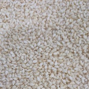 Semillas de Sésamo Blanco Orgánico Premium Bulk Proveedor India Grado de Exportación - Product Image 1