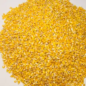 Uygun fiyatlı kurutulmuş % SARI MISIR mısır gdo olmayan sarı mısır ve beyaz kırmızı mısır/insan ve hayvan yemi için mısır