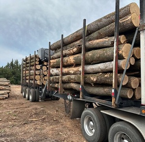 Troncos de nogal modernos de grado A para carpintería ecológica con estándares de emisión de formaldehído E0 abedul para villas y hoteles - Product Image 3