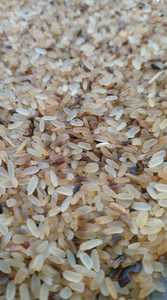 ข้าวปฏิเสธอาหารสัตว์ - Product Image 5