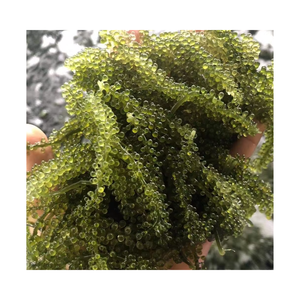 Offre spéciale pour l'exportation en vrac algues sèches déshydrater Seagrape Caulerpa Lentillifera raisin de mer séché de haute qualité en provenance du Vietnam - Product Image 6