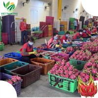 Vers Wit Drakenfruit/Vers Rood Drakenfruit Groothandelsprijs Hoge Kwaliteit Klaar Om Te Exporteren Uit Vietnam