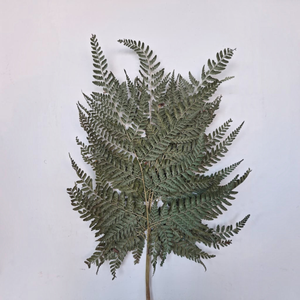Fougère séchée naturelle - Fleur séchée préservée pour l'artisanat et la décoration - Product Image 1