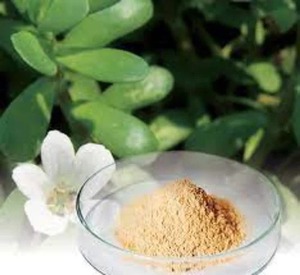 Extracto de Bacopa Monnieri en polvo, soporte cerebral Natural, Suplemento A base de hierbas, enfoque de memoria, claridad Mental, salud cognitiva, antioxidante - Product Image 1