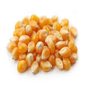 Bulk Selling Dried Yellow Corn for Sale, Yellow Maize Corn Bulk Wholesale Supplier
