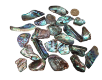 Pépites de coquille de paua naturelle pour la fabrication de bijoux, incrustations de nacre de Nouvelle-Zélande en vrac
