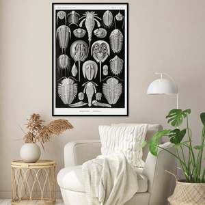 E. Haeckel's Art Forms in Nature Plate 47-Shield Animals <b>Poster</b> Durable Paper Material - Product Image 1