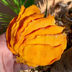 Mangue séchée Snack tropical doux du Vietnam Produit promotionnel pour la vente à l'exportation Tranches de mangue douce - Product Image 3