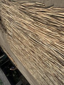 Bastón/poste de ratán de material de ratán de alta calidad de fábrica en Vietnam - Product Image 3