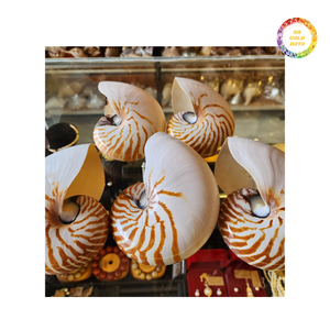 Elegante para conchas Nautilus a la venta Artesanías naturales pulidas lisas Directo de fábrica a bajo costo Conchas decorativas - Product Image 3