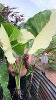 Alocasia Variegata, fleur exotique fraîchement coupée, plante blanche de 20 cm, 100 pétales, durée de conservation de 3 ans, Huertos Équateur