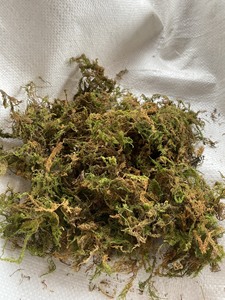 New Design Mossy Vegetation Dried Forest Green Moss Vietnam Planting Orchid In bulk - Product Image 4