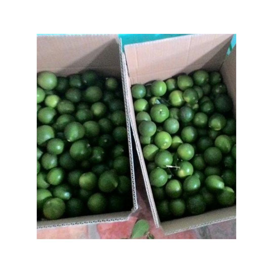 Fresh Fruits Wholesale Best Price Wholesale Seedless Vietnam / Fresh Seedless Watermelon Vietnam