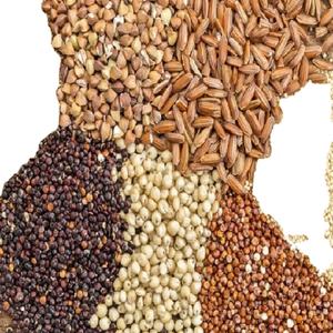 Grains d'orge maltés torréfiés séchés de qualité supérieure en gros 50 kg Alimentation animale pour poissons - Product Image 3