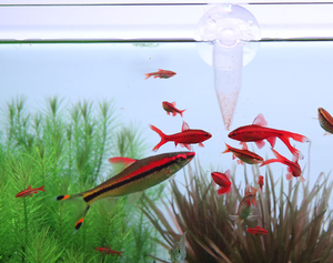 Hayvanlar ve Kümes Hayvanları için Yemlik Konsantre Soya Proteini %65 CSP - Product Image 6