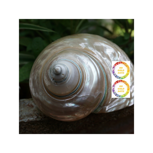 Venta caliente, carcasa de mar brillante de carcasa Turbo blanca para diseño de interiores y uso de exhibición de Vietnam - Product Image 1