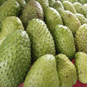 Trozos de Guanábana congelada de Vietnam \ Fruta tropical natural, dulce y nutritiva para batidos - Product Image 1