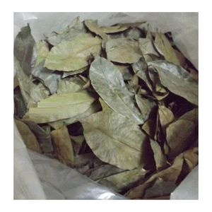 Dried Soursop Leaves For Graviola <b>Tea</b> Bags Wholesale Dried Soursop Leaves From 99 Gold Data Vietnam - Product Image 2