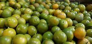 EXTRAIT ET JUS DE KUMQUAT ENTIER/SOUTIEN IMMUNITAIRE NATUREL - Product Image 4