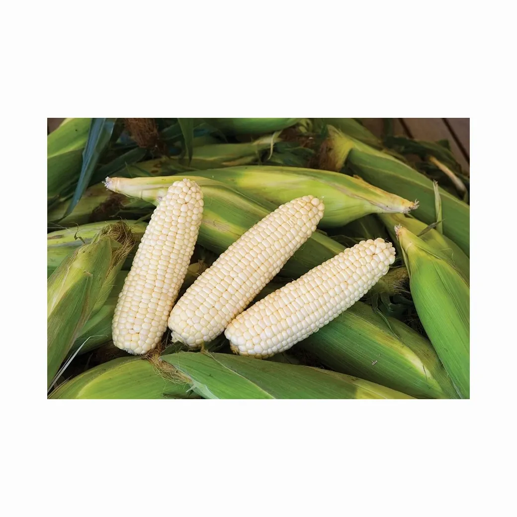 Dry white corn is perfect for posole. This corn can be baked, broiled, fried, used in soups