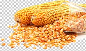 Maíz Amarillo para Palomitas, Maíz Blanco Fresco, No Glutinoso, Sin OMG, 25 kg para Consumo Humano, Venta al por Mayor, En Stock, Precio Económico - Product Image 6
