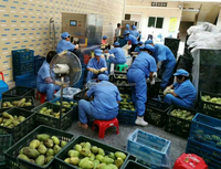 Goede Prijs Automatische Commerciële Grapefruit Peeling Machine Auto Industriële Pomelo Huid Dunschiller Villen Apparatuur Te Koop