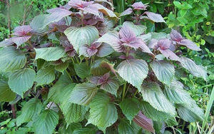 100% PERILLA FRESCA NATURAL HOJAS GRAN CANTIDAD PARA EXPORTAR CON BAJO PRECIO - Product Image 3