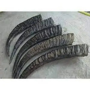 Best Quality Raw Buffalo Horn For Making Bow