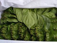 Daun Sirih Asli Vietnam SeaFarm VSF_BL03 Berkualitas Tinggi