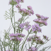Tanaman Rumput Lavender Buatan dengan Pot – Tanaman Hias Dalam Ruangan Premium Tiruan