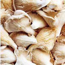 SETA DE OSTRA SETA SECA NATURAL DE ETIQUETA LIMPIA PARA ALIMENTOS A BASE DE PLANTAS DE APOYO INMUNE - Product Image 6