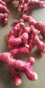 โรงงานเวียดนามจัดหาโดยตรงผลไม้ใหม่ราก Galangal สดทั้งราก Galangal - Product Image 4