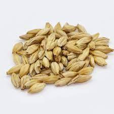 Natural Product of <b>Barley</b> Grain Most Common Cereal From Which Malt Is Produced at Wholesale Price - Product Image 5