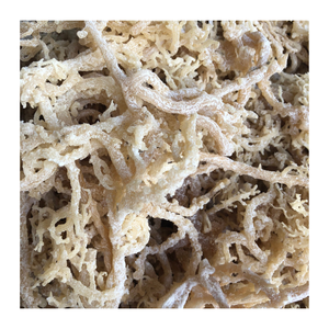 Faire de la mousse de mer à partir d'ingrédient Eucheuma Cottonii-Mousse de mer dorée salée séchée naturelle, prête à être expédiée Mousse irlandaise dorée séchée - Product Image 2