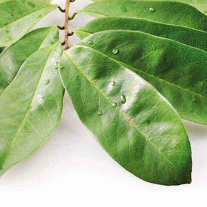 SOURSOP HOJAS-SIN PESCADOS/SEGURIDAD - Product Image 2