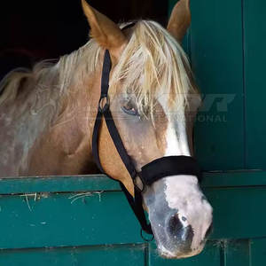 Licou d'équitation en cuir avec boucles en métal solide et confortable, idéal pour l'entraînement - Product Image 5