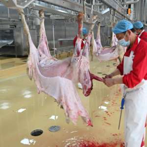 Línea <span class=keywords><strong>de</strong></span> Sacrificio Halal Automática <span class=keywords><strong>para</strong></span> Mataderos y Procesamiento <span class=keywords><strong>de</strong></span> Carne <span class=keywords><strong>de</strong></span> Cordero y Cabra - Product Image 1