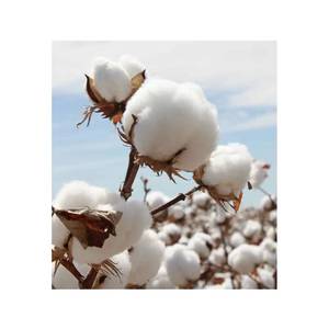 Fibra de algodón crudo orgánico cultivado de manera sostenible, natural, respetuoso con el medio ambiente y biodegradable para la fabricación de textiles - Product Image 5