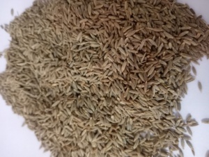 SEMILLAS DE COMINO DE CALIDAD 99% CALIDAD EUROPEA A LA VENTA POR EXPORTADORES - Product Image 3