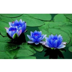 Huile essentielle de lotus bleu de qualité supérieure extrait de plantes cultivées sauvages inde forme liquide bouteille de tambour en vrac prix du récipient en verre - Product Image 2