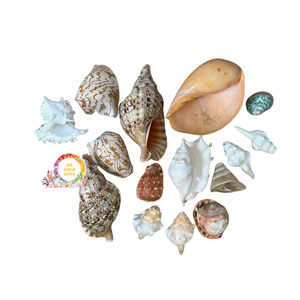 Lớn Vương miện Triton vỏ ốc xà cừ đại dương tự nhiên rỗng trumpet biển vỏ đánh bóng charonia vỏ sò Tom - Product Image 1