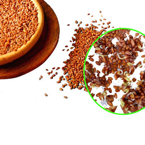 Semillas de lechuga |   Hierba de Cocina Premium con Alto Valor Nutricional, Pureza 99% Mín., Vida Útil de 3 Años - Product Image 3
