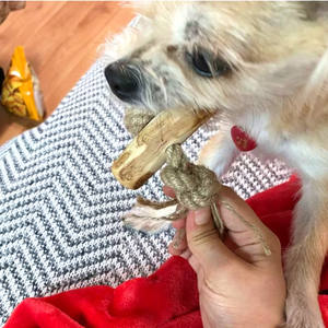 Suministro de fábrica, juguetes para masticar de madera ecológicos para mascotas, seguro, café Natural, madera para perros, Huesos para masticar, palo, dientes limpios, juguetes para masticar huesos - Product Image 2