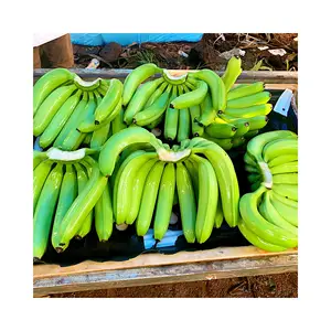 Cavendish - Produto orgânico 100% natural para exportação, frutas tropicais verdes de banana, estilo fresco, atacado do fabricante do Vietnã
